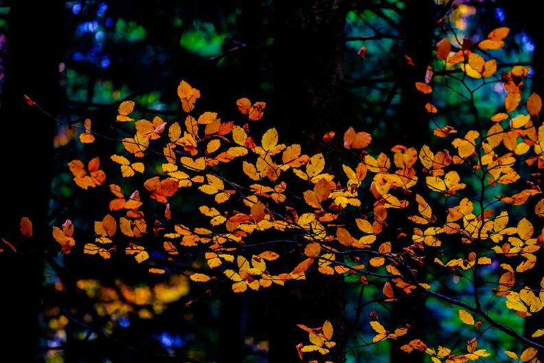 Promenade en forêt-MCF07818-Modifier.jpg